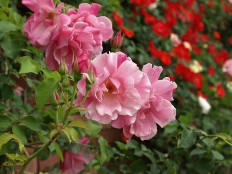 庭のバラの花、ピンクの薔薇 庭のバラの花、ピンクの薔薇 薔薇,バラの花,花の写真素材