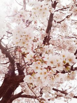 桜 桜の写真