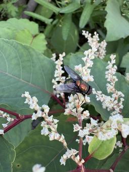 虎杖の花にとまるキンバエ 02 キンバエ,金蝿,虎杖の写真素材