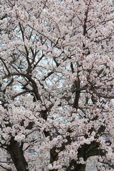 cherry blossoms, JPG cherry blossoms, JPG