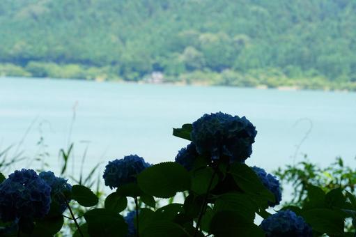 日陰に咲く紫陽花 日陰に咲く紫陽花の写真