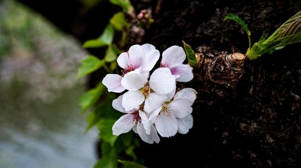 満開の桜のクローズアップ マクロ撮影 満開の桜のクローズアップ マクロ撮影 桜,ソメイヨシノ,花見の写真素材