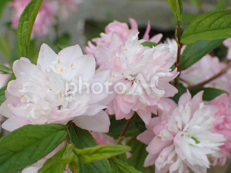 庭桜 桜,春,花見の写真素材