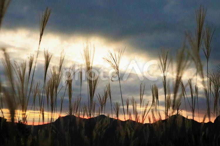 曽爾高原の秋のススキ 自然,季節,秋の写真素材
