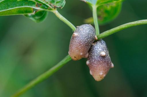 野生に自生する自然薯のムカゴ 野生に自生する自然薯のムカゴ 植物,葉,自然の写真素材