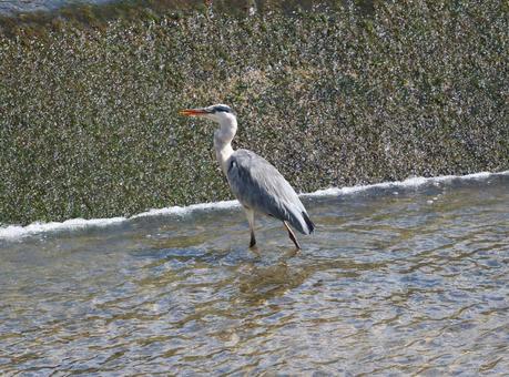 アオサギの写真