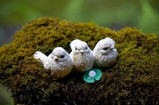苔の上 苔の上 苔,湿度,夏の写真素材
