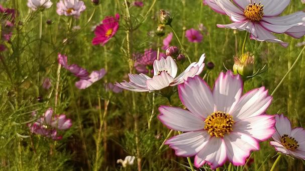 白とピンクのコスモスの花 白とピンクのコスモスの花 コスモス,花,アキザクラの写真素材