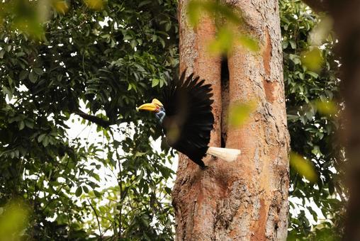 Photo, raggiana bird-of-paradise (paradisaea raggiana), wild bird, wild animals, 