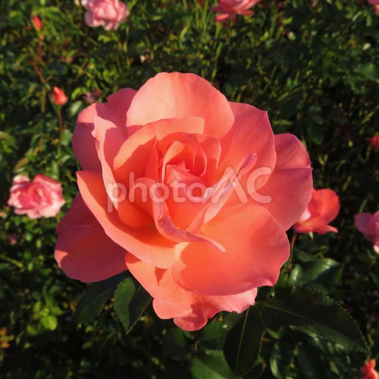 花壇に咲くサーモンピンク色の薔薇の花 バラ,花,植物の写真素材