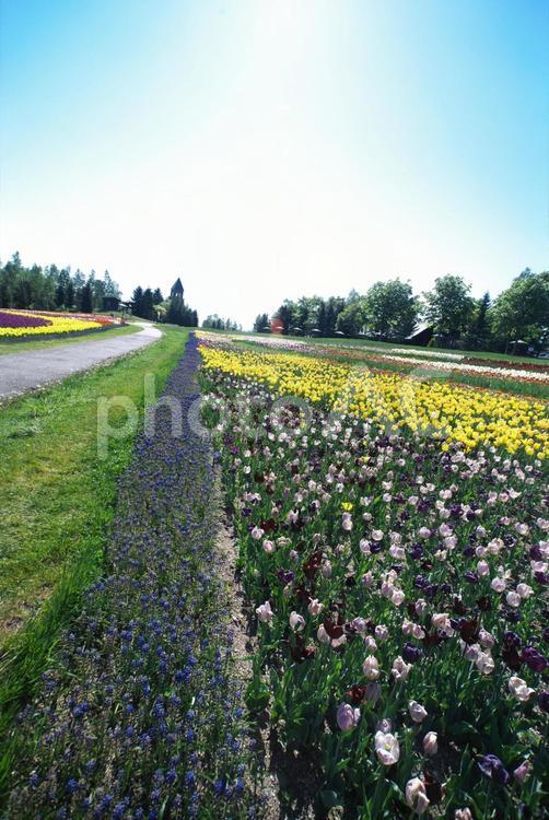 滝野すずらん丘陵公園のチューリップ畑 チューリップ,滝野すずらん,観光名所の写真素材