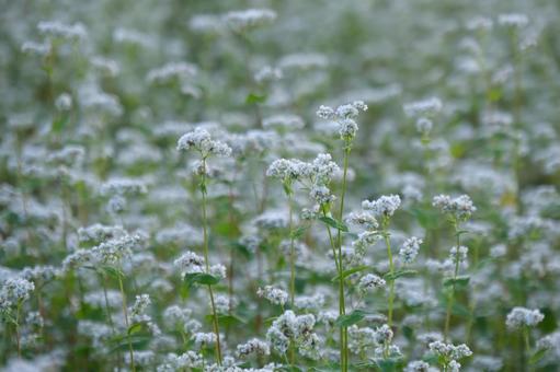 蕎麦の花 蕎麦の花の写真