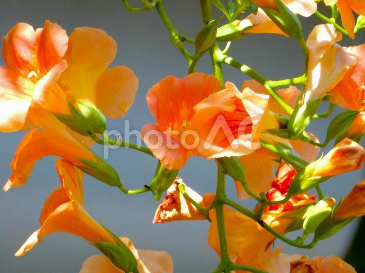 【花の写真】ノウゼンカズラ（凌霄花） ノウゼンカズラ,凌霄花,自然の写真素材
