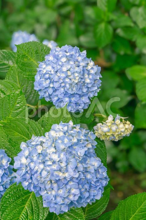 雨の日のあじさい 紫陽花,アジサイ,雨の写真素材