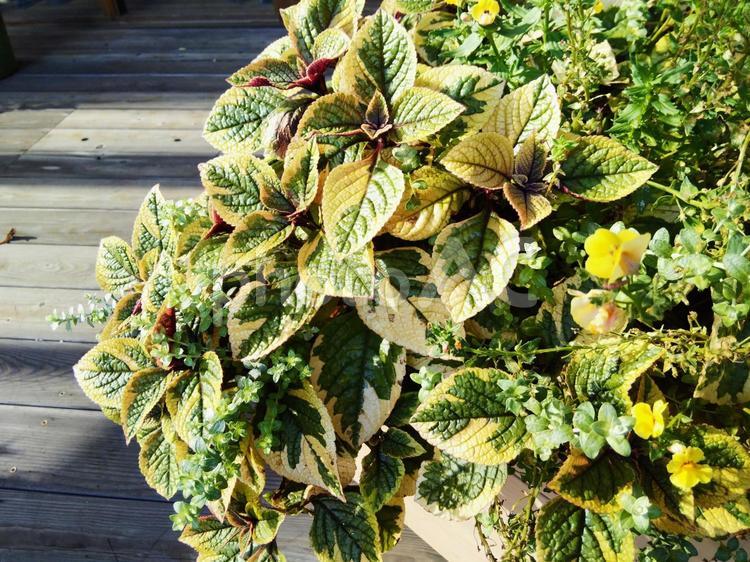 カラーリーフの寄せ植え　 カラーリーフ,寄せ植え,鉢植えの写真素材