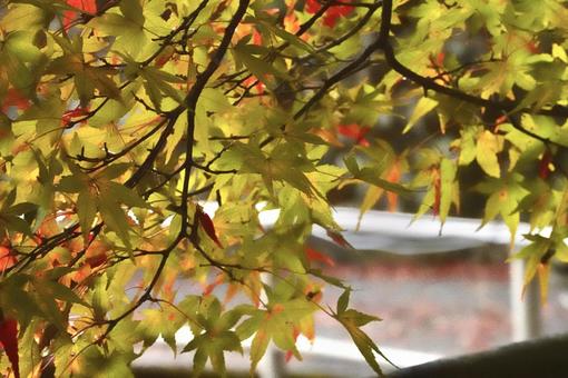 紅葉の写真