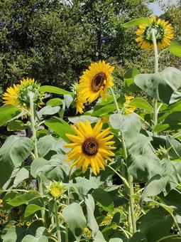 ひまわりの写真