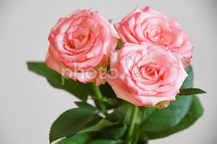 濡れたピンクの薔薇 ばら,ピンク,薔薇の写真素材