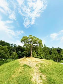 Pele's tree and blue sky in Odaka Green Park, JPG
