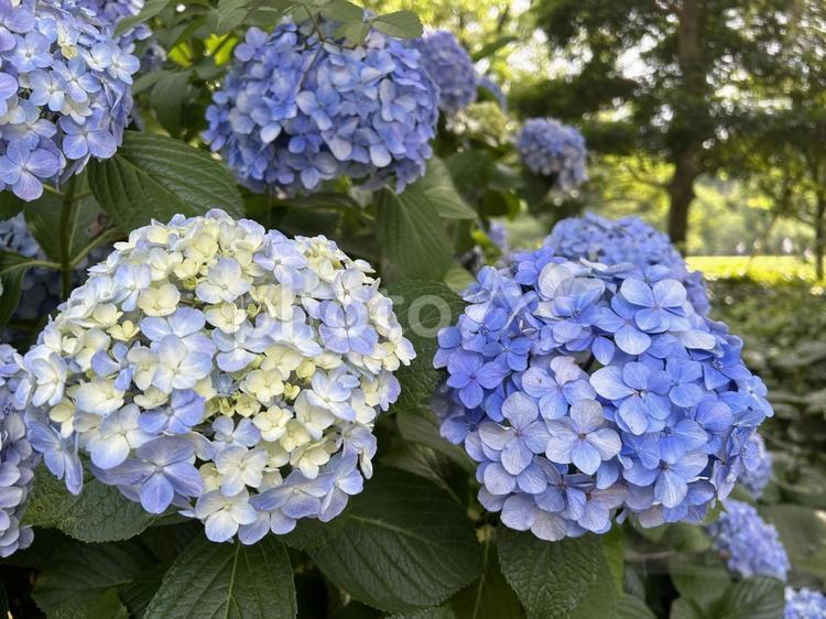 アジサイ(青) あじさい,自然,紫陽花の写真素材