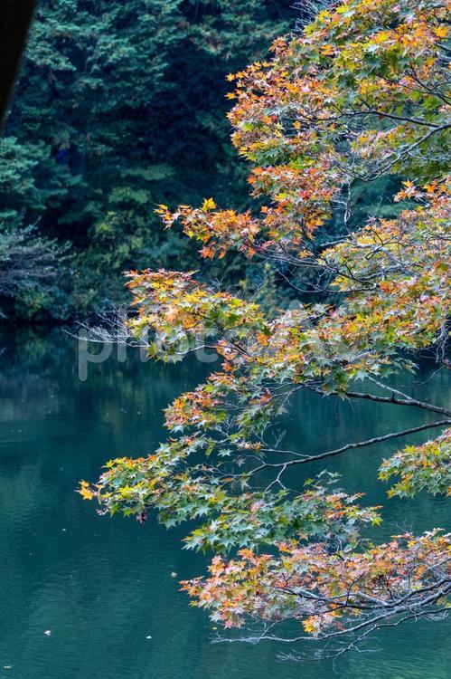 湖と色づく秋の風景 紅葉,モミジ,もみじの写真素材