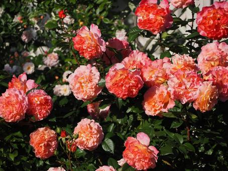 ピンクのバラ　アウグスタルイーゼ⑦ バラ,薔薇,花の写真素材