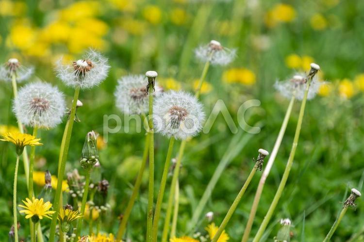 綿毛が揺れる春のたんぽぽ たんぽぽ,花,黄色の写真素材