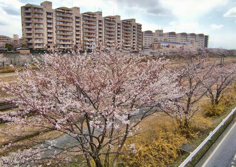 桜の季節-24 桜の季節-24 桜,木,幹の写真素材