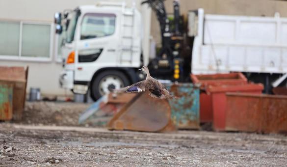 Photo, cargamo, holiday, construction site, 