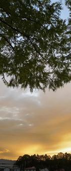 夕方 夕方の写真