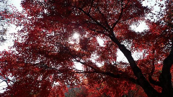 艶めかしい紅葉 艶めかしい紅葉の写真