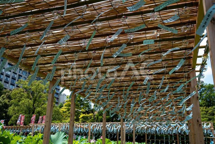 夏の風物詩・風鈴（上野公園）4 風鈴,ふうりん,夏の写真素材
