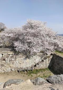 津山城の桜 津山城の桜の写真