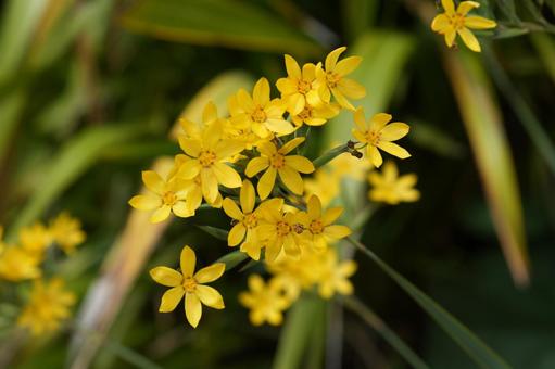 キバナギョウジャニンニク(黄花行者忍辱) キバナギョウジャニンニク(黄花行者忍辱)の写真