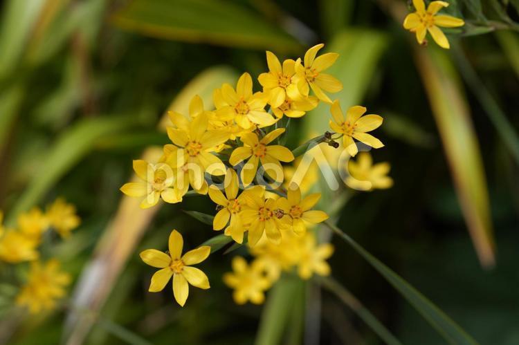 キバナギョウジャニンニク（黄花行者忍辱） キバナギョウジャニンニク,黄花行者忍辱,黄色の写真素材