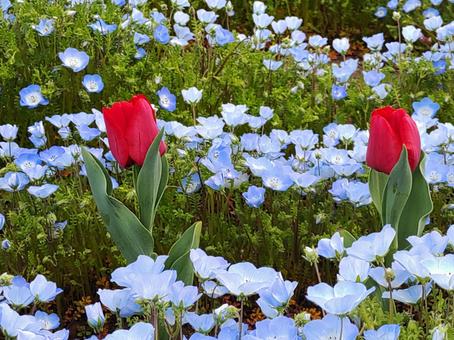 2025チューリップ祭り10 2025チューリップ祭り10の写真