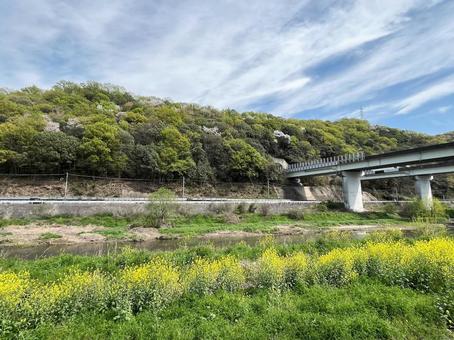 【花の写真】菜の花が咲く風景 【花の写真】菜の花が咲く風景の写真