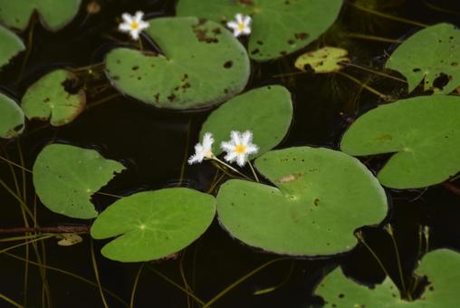 ガガブタの花を撮りました ガガブタの花を撮りましたの写真