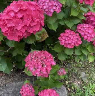 赤の紫陽花 赤の紫陽花の写真