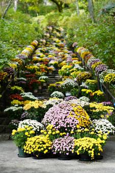 菊の階段 菊,花,階段の写真素材