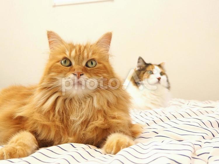 ふとんの上が好きな猫 猫,ネコ,ねこの写真素材