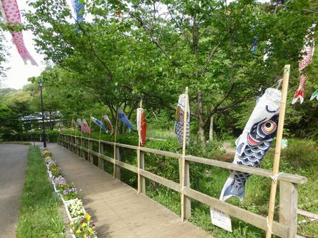 鯉のぼりを飾る自然公園の遊歩道 鯉のぼりを飾る自然公園の遊歩道の写真
