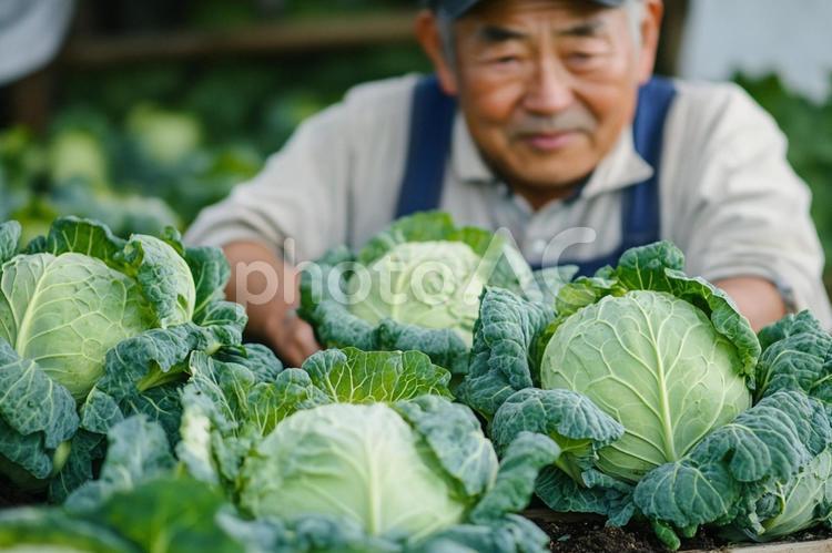 キャベツ農家の男性 農家,キャベツ,野菜の写真素材