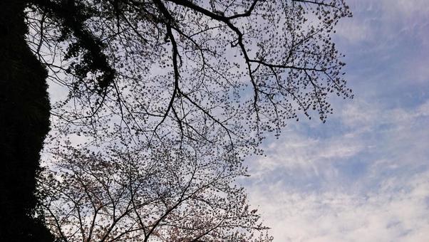 sky and cherry tree, sky, natural, wood, JPG