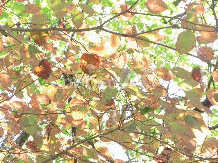 木漏れ日の紅葉 メッセージカード,テクスチャ,紅葉の写真素材