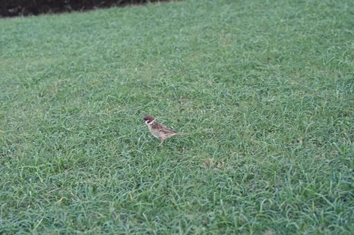 芝生で餌を探す小さな雀 鳥,スズメ,雀の写真素材