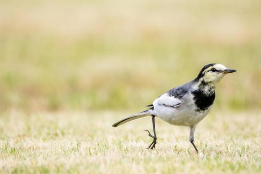 ハクセキレイ(21)の写真