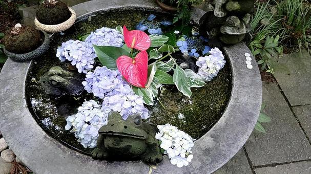 アジサイ、如意輪寺のかえる アジサイ、如意輪寺のかえる アジサイ,かえる,梅雨の写真素材