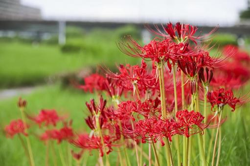彼岸花 彼岸花 彼岸花,ヒガンバナ,花の写真素材