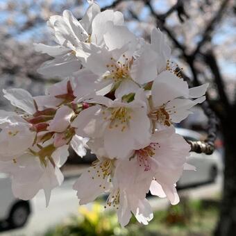 青空に映える満開の桜の花の近写 桜,ソメイヨシノ,桜の花の写真素材
